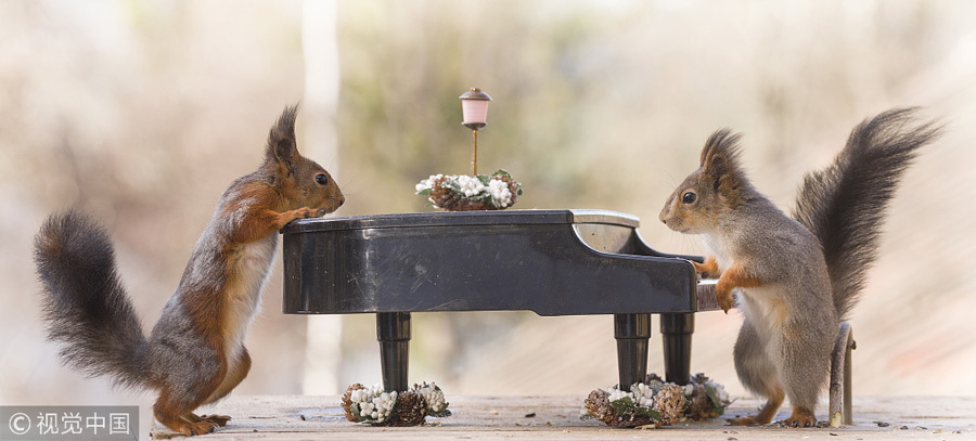 英國王室婚禮在即！看小松鼠演繹“童話婚禮”（組圖）